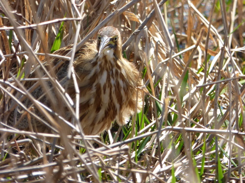 Botaurus lentiginosus image