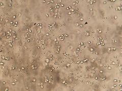 Hydropus marginellus