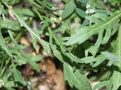 Diplotaxis tenuifolia