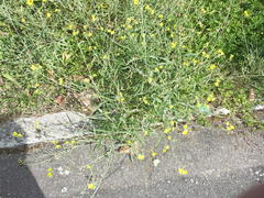 Diplotaxis tenuifolia