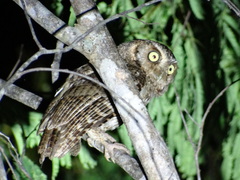 Megascops guatemalae