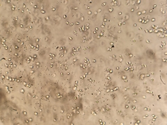 Hydropus marginellus