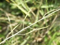 Diplotaxis tenuifolia