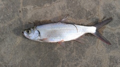 Megalops cyprinoides