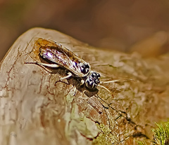 Pamphilius semicinctus