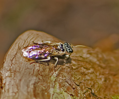 Pamphilius semicinctus