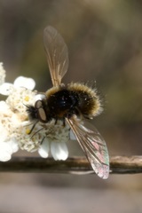 Bombylisoma nigriceps