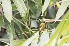 Brachypodius priocephalus
