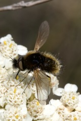 Bombylisoma nigriceps