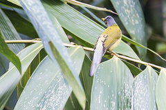 Brachypodius priocephalus
