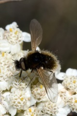 Bombylisoma nigriceps
