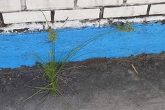 Cyperus