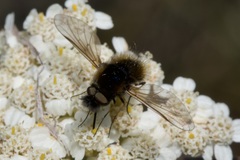 Bombylisoma nigriceps