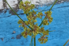 Cyperus