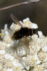 Bombylisoma nigriceps