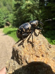 Liparus glabrirostris