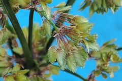 Cyperus