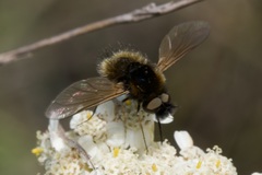 Bombylisoma nigriceps