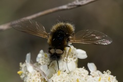 Bombylisoma nigriceps