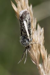 Brachodes appendiculata