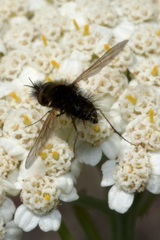 Bombylisoma nigriceps