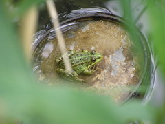 Pelophylax