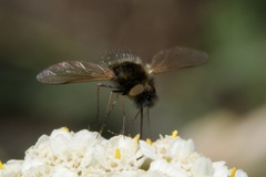 Bombylisoma nigriceps