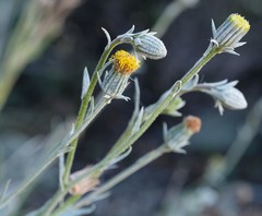 Senecio asperulus