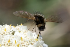 Bombylisoma nigriceps