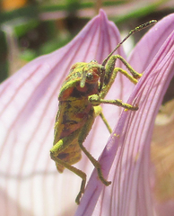 Spilostethus taeniatus