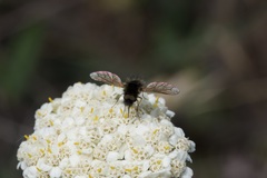Bombylisoma nigriceps