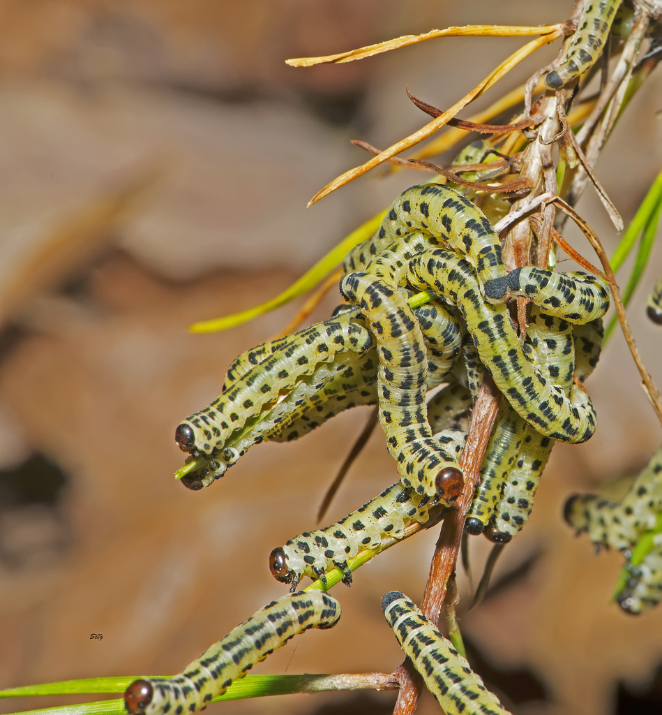 redheaded pine sawfly