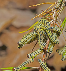 Red-headed Pine Sawfly