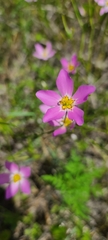 Sabatia grandiflora
