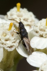 Metopoplax origani