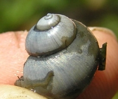 Viviparus contectus
