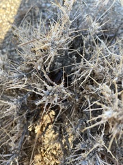 Artemisia spinescens