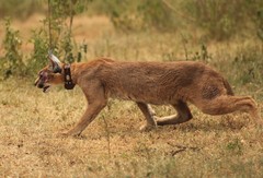 Caracal caracal caracal