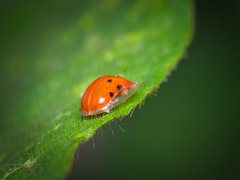 Charidotella sexpunctata