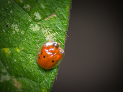 Charidotella sexpunctata