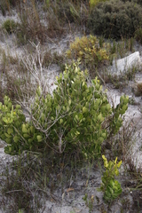 Olea capensis