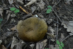 Leccinellum griseum