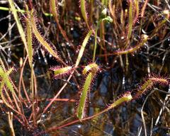 Drosera linearis