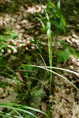 Carex roanensis