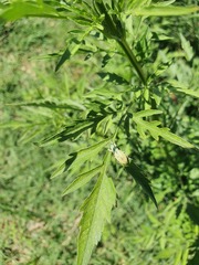 Naupactus auripes