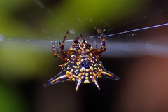 Macracantha hasselti
