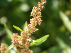 Rumex obtusifolius transiens