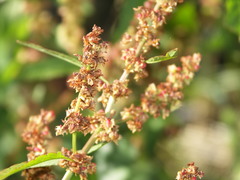 Rumex obtusifolius transiens