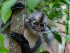 Presbytis thomasi