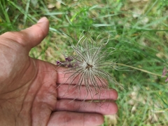 Pulsatilla vulgaris